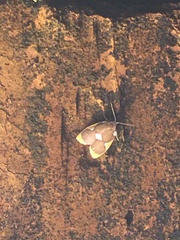 Lobobasis niveimaculata