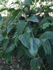 Pyrenacantha scandens