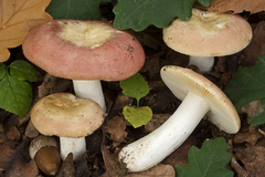 Russula cuprea