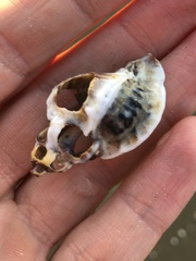 Ceratostoma rorifluum