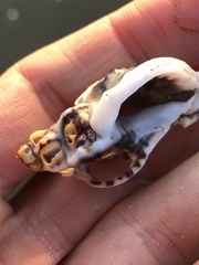 Ceratostoma rorifluum
