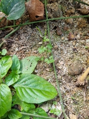 Angiospermae