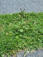 Cyanthillium cinereum