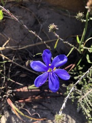 Aristea glauca