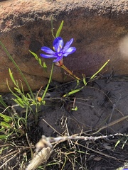 Aristea glauca