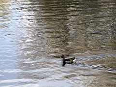 Gallinula chloropus