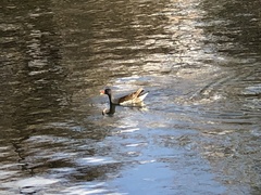 Gallinula chloropus