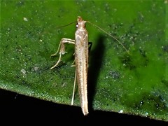 Caloptilia linearis