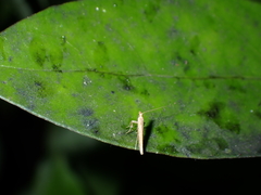Caloptilia linearis