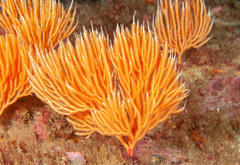 Sphaerokodisis australis