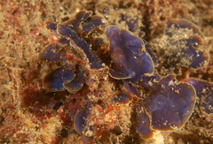 Distromium flabellatum