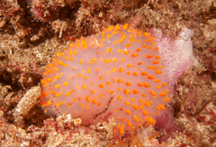 Polycitor giganteus