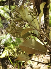 Olearia furfuracea
