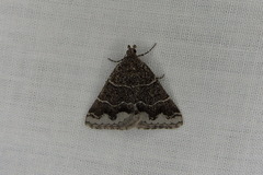 Dichromodes partitaria