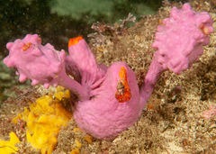 Halisarca australiensis