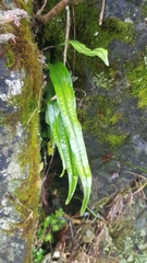 Lepisorus thunbergianus