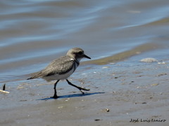 Charadrius falklandicus
