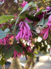 Angiospermae