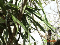 Selenicereus undatus