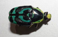 Chlorobapta frontalis