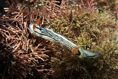 Hypselodoris maritima