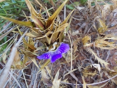 Blepharis subvolubilis