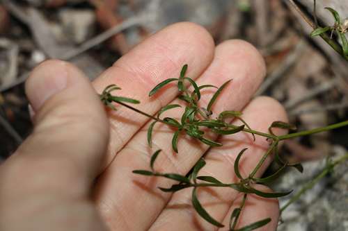 Image of Opercularia diphylla by (c) Greg Tasney, some rights reserved (CC BY-SA)