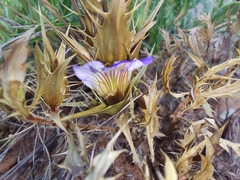 Blepharis subvolubilis