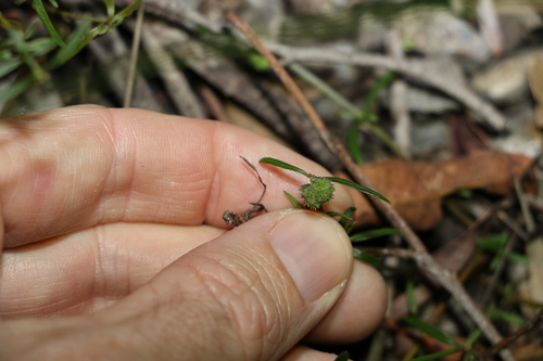 Image of Opercularia diphylla by (c) Greg Tasney, some rights reserved (CC BY-SA)