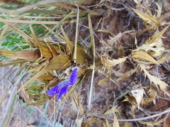 Blepharis subvolubilis