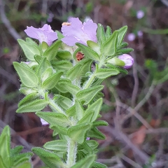 Prostanthera densa