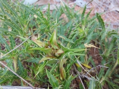 Blepharis subvolubilis