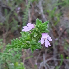 Prostanthera densa