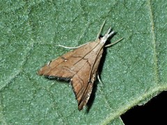 Glaucocharis bipunctella