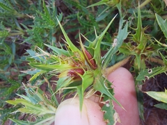 Blepharis subvolubilis