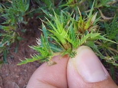 Blepharis subvolubilis