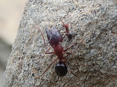 Camponotus sylvaticus