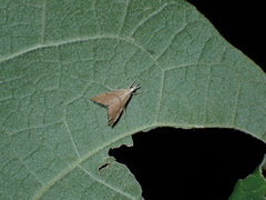 Glaucocharis bipunctella