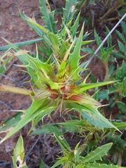 Blepharis subvolubilis