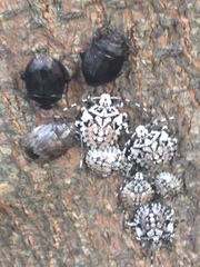 Discocephalinae