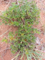 Blepharis subvolubilis