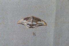 Morphomima fulvitacta