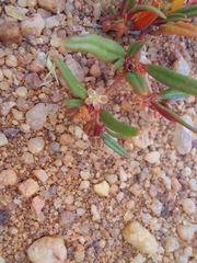 Gisekia pharnaceoides