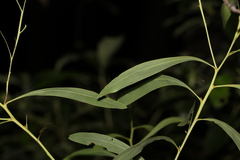 Acacia falcata