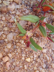 Gisekia pharnaceoides