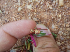 Gisekia pharnaceoides