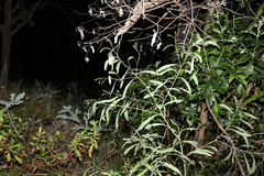 Acacia falcata