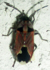 Melanotelus villosulus