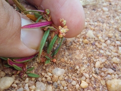 Gisekia pharnaceoides