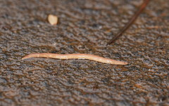 Argonemertes australiensis